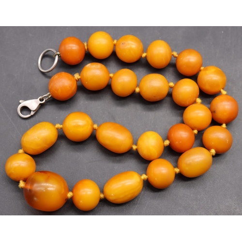 509 - A butterscotch amber bead necklace with silver clasp, 43.5cm long, 43 grams gross