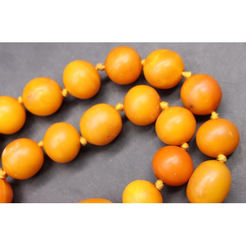 509 - A butterscotch amber bead necklace with silver clasp, 43.5cm long, 43 grams gross