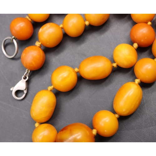 509 - A butterscotch amber bead necklace with silver clasp, 43.5cm long, 43 grams gross