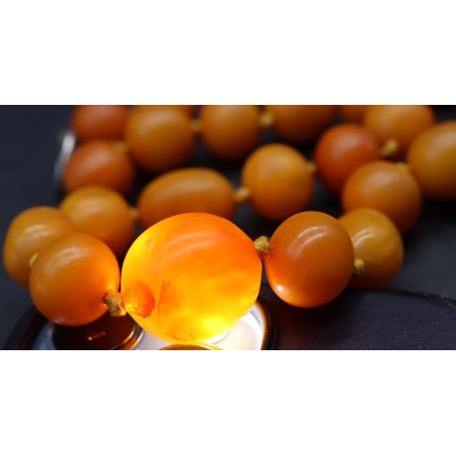 509 - A butterscotch amber bead necklace with silver clasp, 43.5cm long, 43 grams gross