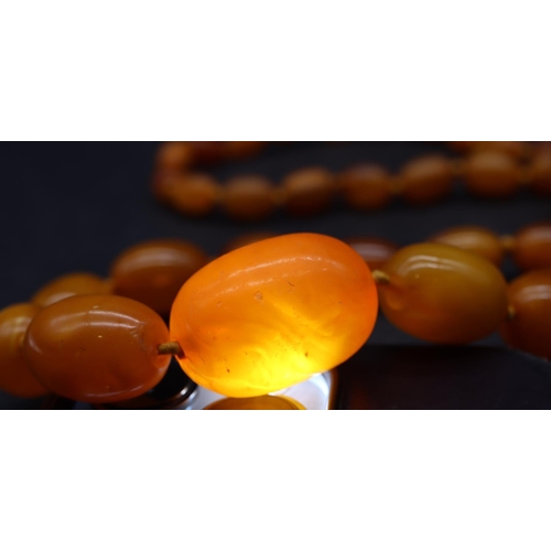 510 - A butterscotch amber graduated bead necklace, 85cm long, 56 grams gross