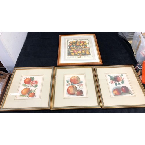 7071 - 3 coloured prints of fruit, 20 x 25cm in matching frames, and a coloured print of fruit from an engr... 