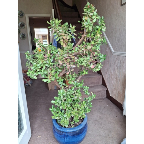 7261 - A blue glazed plant pot and a money tree (Crassula Ovata) plant approximately 25 years old. This ite... 