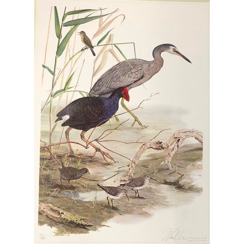 8323 - A limited edition coloured print of birds in a swamp, 371/500, indistinctly signed in pencil, and st... 