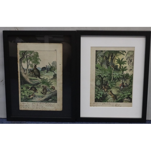 213 - A pair of antique Australian coloured prints, 29cm x 20cm, depicting various animals, both in later ... 