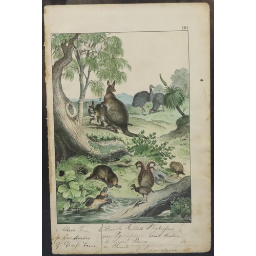 213 - A pair of antique Australian coloured prints, 29cm x 20cm, depicting various animals, both in later ... 