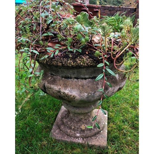 1180 - 2 stone planters on square pedestal bases, approximately 43cm high. This item is not held by PF Wind... 