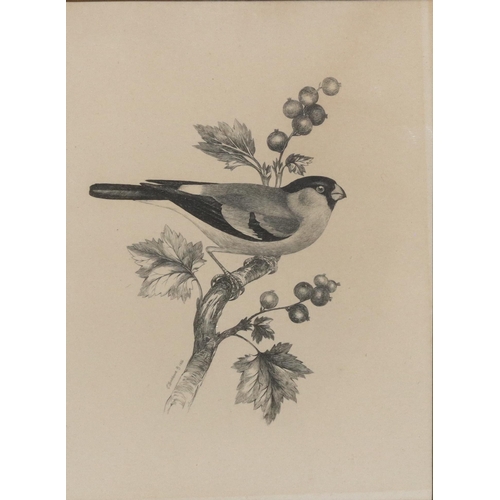 218 - E Backhouse, 19th Century pen and ink sketch, 19cm x 14cm, depicting a perched bird, signed and date... 