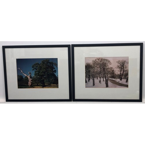 2284 - A pair of prints of trees, in matching black frames, 54 x 64cm including frame.