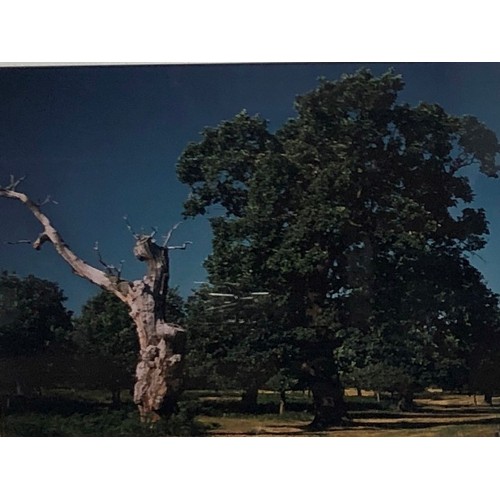 2284 - A pair of prints of trees, in matching black frames, 54 x 64cm including frame.