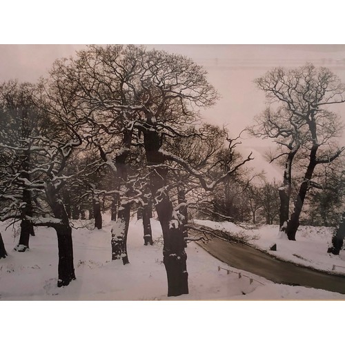 2284 - A pair of prints of trees, in matching black frames, 54 x 64cm including frame.