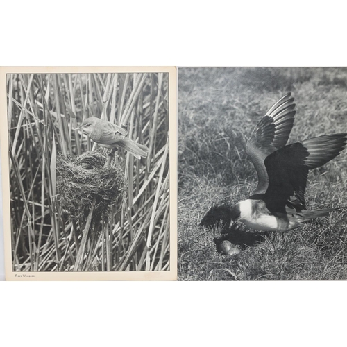 596 - DM Turner Ettlinger (Professional photographer), 8 black and white professional photographs of birds... 