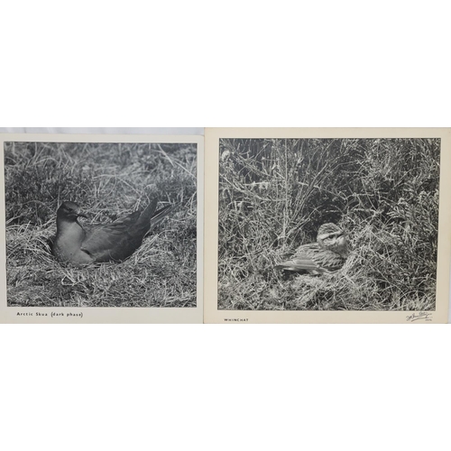 596 - DM Turner Ettlinger (Professional photographer), 8 black and white professional photographs of birds... 