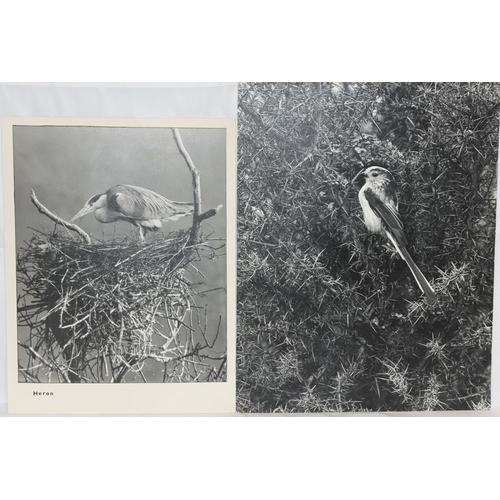 596 - DM Turner Ettlinger (Professional photographer), 8 black and white professional photographs of birds... 