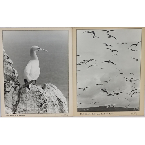 597 - DM Turner Ettlinger (Professional photographer), 8 black and white large photographs of various bird... 