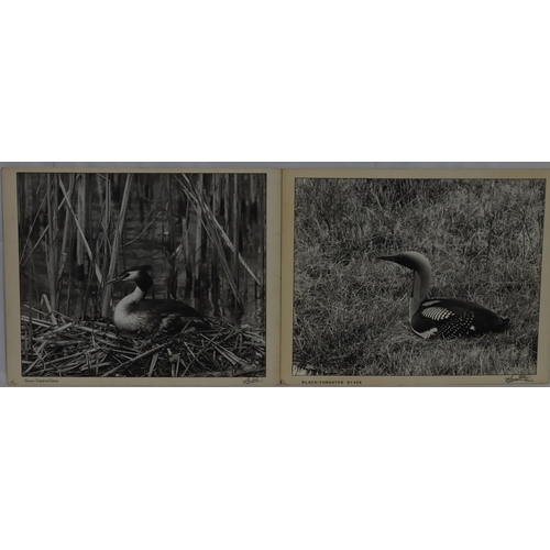 597 - DM Turner Ettlinger (Professional photographer), 8 black and white large photographs of various bird... 