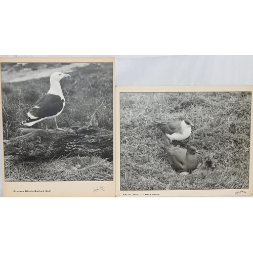 597 - DM Turner Ettlinger (Professional photographer), 8 black and white large photographs of various bird... 