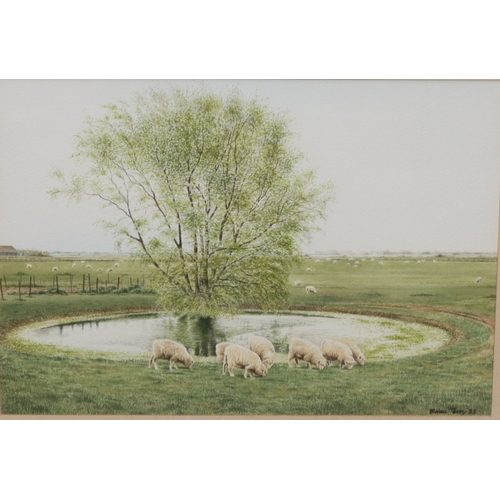 136 - Brian Terry, watercolour, 23.5cm x 33.5cm, depicting sheep grazing near pond, signed and dated '88, ... 