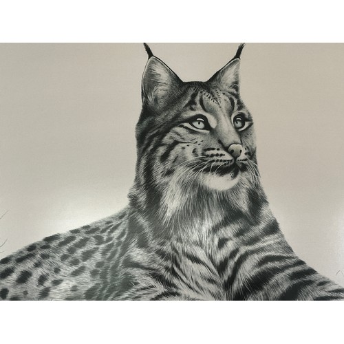 6002 - A print  of a Lynx signed Eric Tenney, in gilt frame, 88 x 73cm overall.