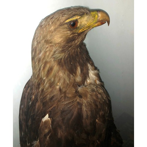 6035 - THIS ITEM IS NOT HELD BY PFW. A Victorian taxidermy stuffed and mounted Golden Eagle, in naturalisti... 