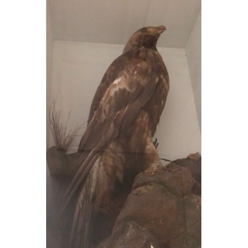 6035 - THIS ITEM IS NOT HELD BY PFW. A Victorian taxidermy stuffed and mounted Golden Eagle, in naturalisti... 