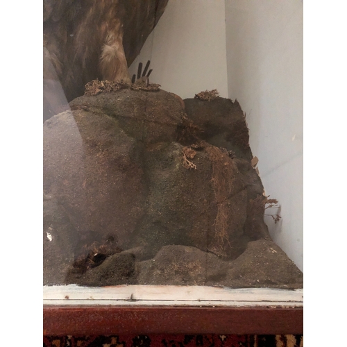 6035 - THIS ITEM IS NOT HELD BY PFW. A Victorian taxidermy stuffed and mounted Golden Eagle, in naturalisti... 