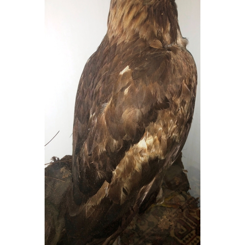 6035 - THIS ITEM IS NOT HELD BY PFW. A Victorian taxidermy stuffed and mounted Golden Eagle, in naturalisti... 