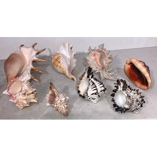 6052 - A large quantity of tropical seashells, Tiger Cowrie shells, scallop shells etc.