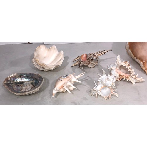 6052 - A large quantity of tropical seashells, Tiger Cowrie shells, scallop shells etc.