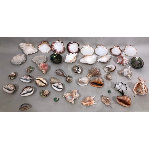 6052 - A large quantity of tropical seashells, Tiger Cowrie shells, scallop shells etc.