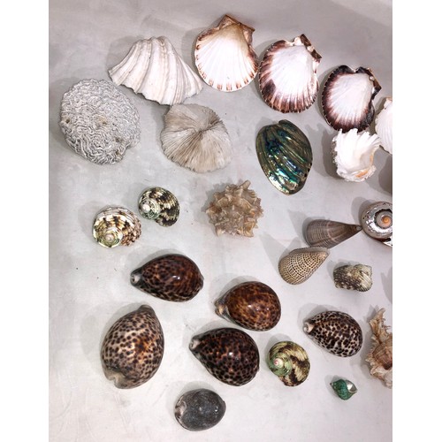 6052 - A large quantity of tropical seashells, Tiger Cowrie shells, scallop shells etc.
