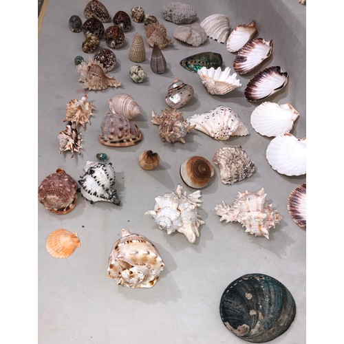 6052 - A large quantity of tropical seashells, Tiger Cowrie shells, scallop shells etc.