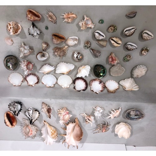 6052 - A large quantity of tropical seashells, Tiger Cowrie shells, scallop shells etc.