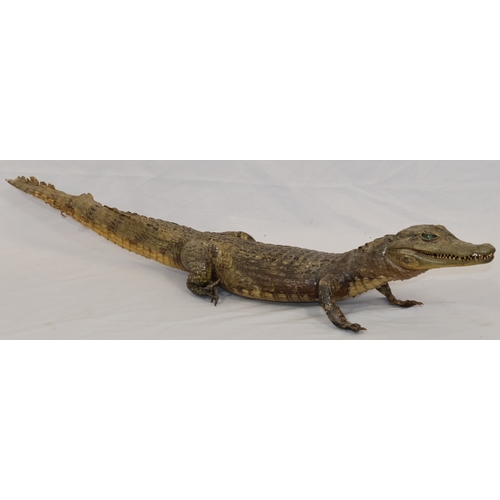Lot 579       