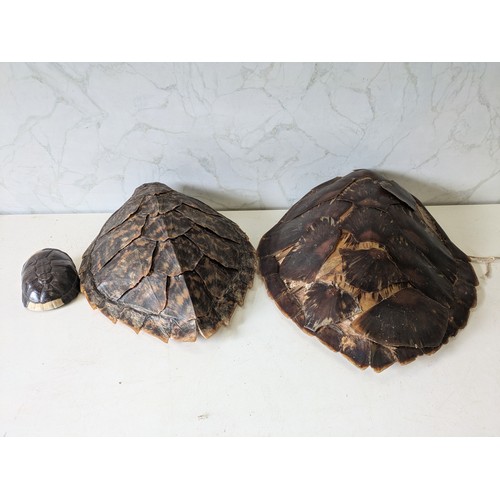 344 - A Selection Of Tortoise And Turtle Shells