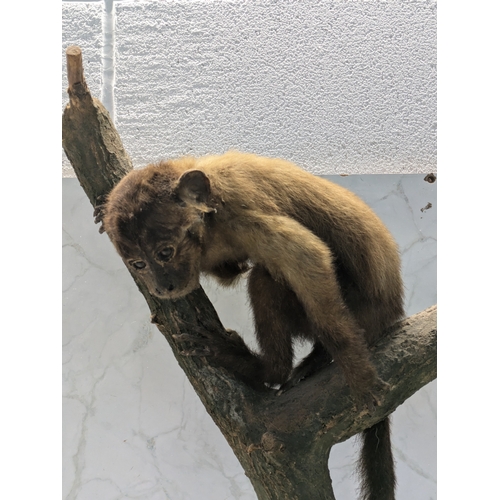 182 - A Taxidermy Capuchin Monkey On A Branch