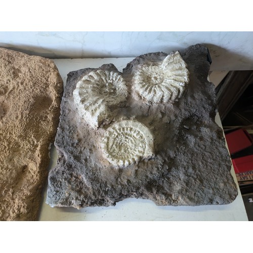 432 - a pair of wall hanging fossil scupltures