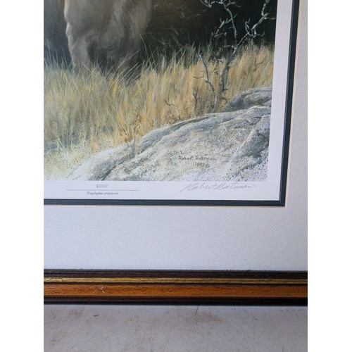 545 - robert bateman pencil artork of a stag signed Kudu