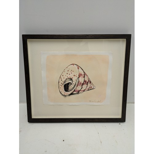 585 - Fiona Campbell MFA MRSS - A Hand Drawn Ink And Watercolour Shell