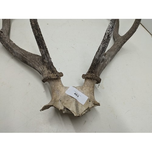 403 - A set of Stag Horns