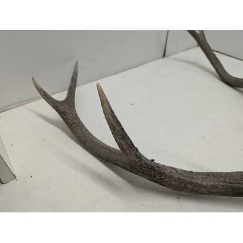 403 - A set of Stag Horns