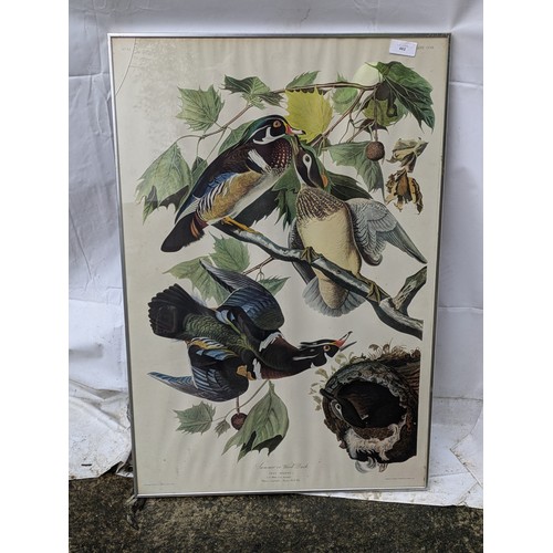 462 - A Framed Watercolour and Ink Painting Of Various Birds