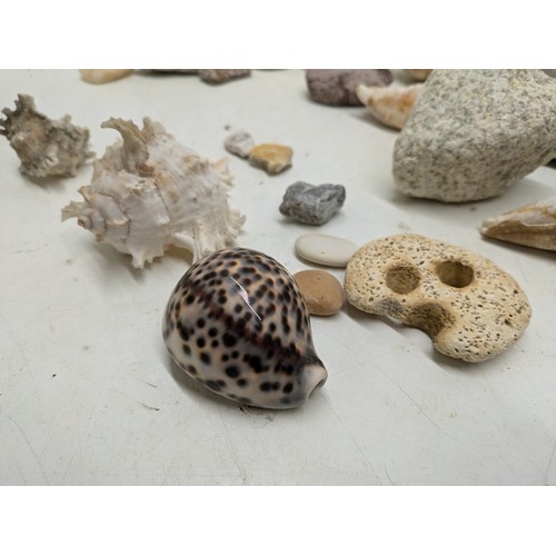 1967 - A selection of sea shells