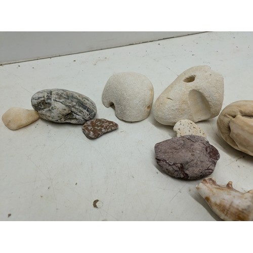 1967 - A selection of sea shells