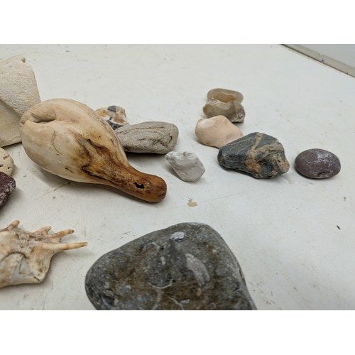 1967 - A selection of sea shells