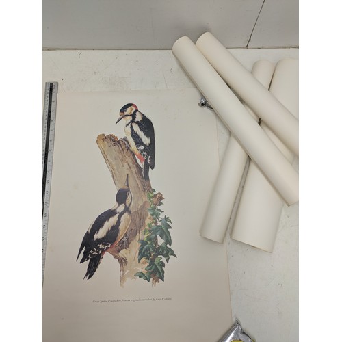 263 - A selection of bird posters and pictures by Cecil Williams