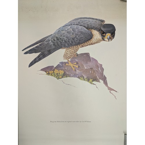 263 - A selection of bird posters and pictures by Cecil Williams