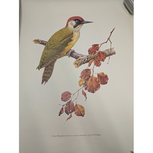 263 - A selection of bird posters and pictures by Cecil Williams