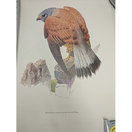 263 - A selection of bird posters and pictures by Cecil Williams