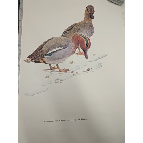 263 - A selection of bird posters and pictures by Cecil Williams